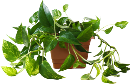 plant
