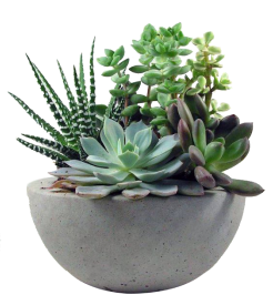 plant